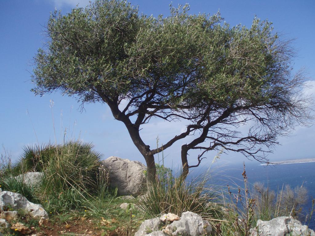 Baia Cofano Home Custonaci Exterior foto